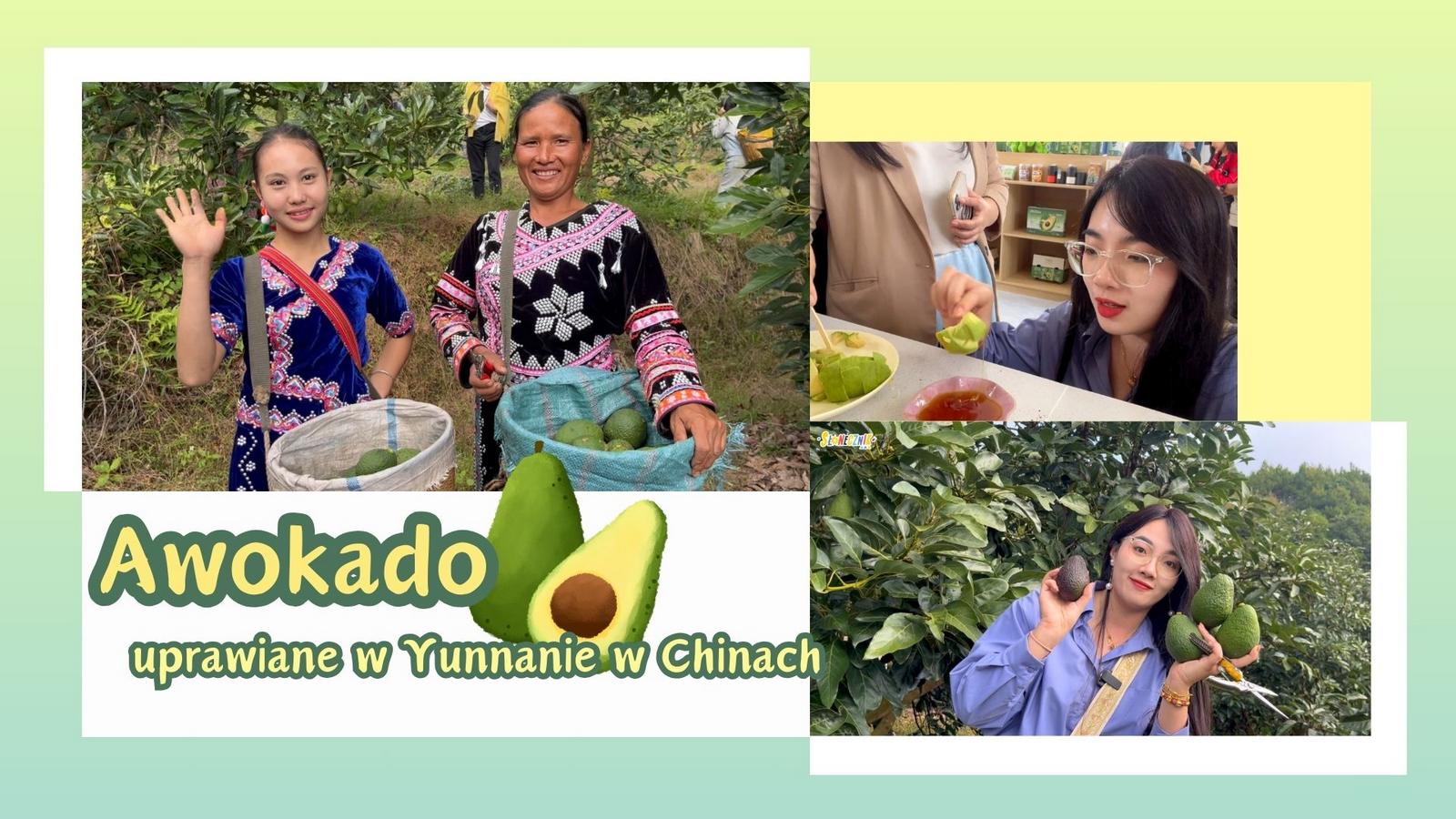 Awokado uprawiane w Yunnanie w Chinach