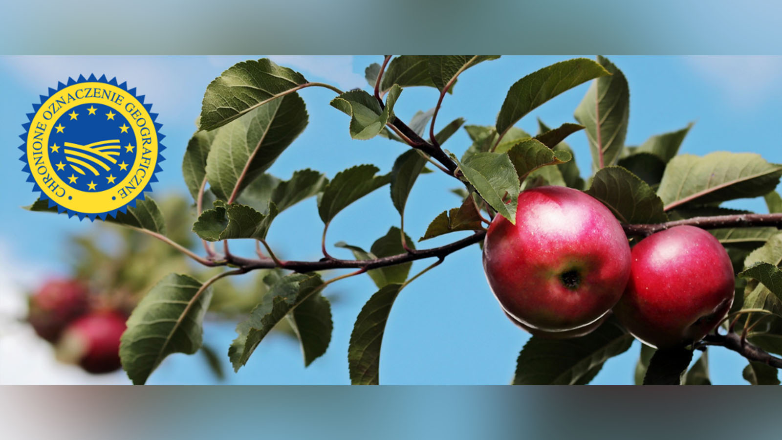 W największym sadzie Europy. Czas na zrównoważoną produkcję owoców